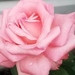 Meet your Posher, Catherine